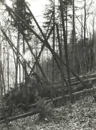 Osterzgebirge. Waldwirtschaft. Gestürzte Bäume im Bergland