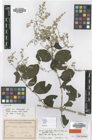 Iresine argentata (Mart.) D.Dietr. var. Suess. latifolia[type]