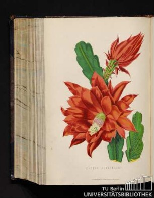 Cactus Jenkinsonii