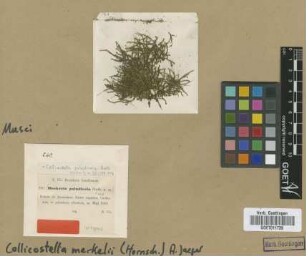 Callicostella paludicola Broth. [isotype]