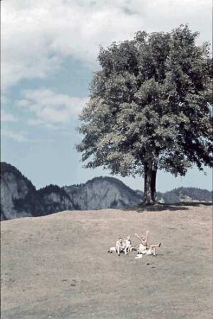 Karpaten: Rosenauer Wiese, Leute unter Baum