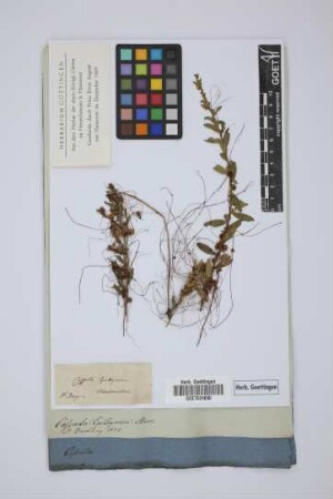 Cuscuta Epithymum Murr.