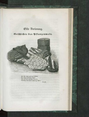 Elfte Vorlesung. Geschichte der Pflanzenwelt