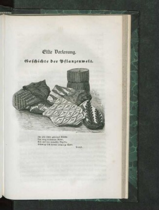 Elfte Vorlesung. Geschichte der Pflanzenwelt