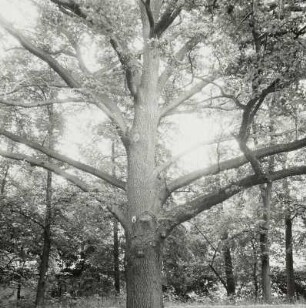 Eiche (Quercus; Naturdenkmal)