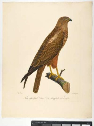 Falco rufus. Gmel: Linn. die Sumpfweihe. Fem: adulta. - Rohrweihe. Circus aeruginosus; fem. - Zeichner: Ambrosius Gabler; Stecher: Johann Carl Bock
