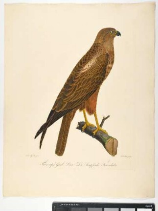 Falco rufus. Gmel: Linn. die Sumpfweihe. Fem: adulta. - Rohrweihe. Circus aeruginosus; fem. - Zeichner: Ambrosius Gabler; Stecher: Johann Carl Bock