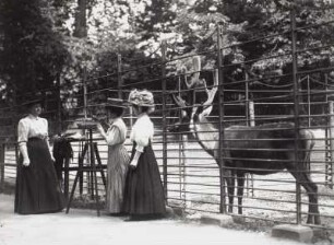Etha Richter beim Modellieren im Zoo Dresden : Etha Richter beim Modellieren eines liegenden Hirsches (mit zwei anderen Damen) am Hirschgehege im Zoo Dresden