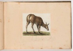 Wasserbock, im Klebeband "Gemahlte Wilde Thiere"