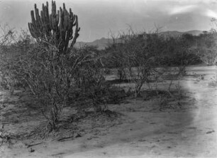 Savannengewächse im Gran Chaco : Blick auf Savannengewächse im Gran Chaco während einer Trockenzeit.