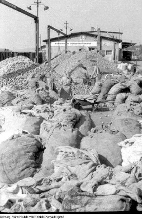Dresden, Neustädter Hafen. Kommunaler Großhandelsbetrieb, Absacken von Kartoffeln für die Einkellerung, Herbst 1956