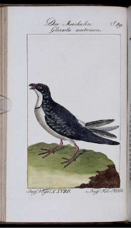 Das Meerhuhn. Glareola austriaca.