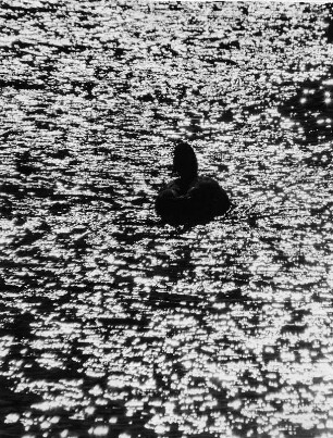Eine Wildente auf der Oberalster. Gegenlichtaufnahme