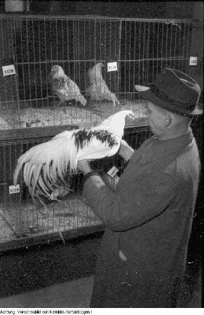 Kleintiersiegerschau, Januar 1954
