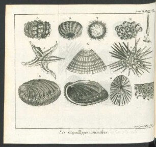 Tafel: Les Coquillages univalves.