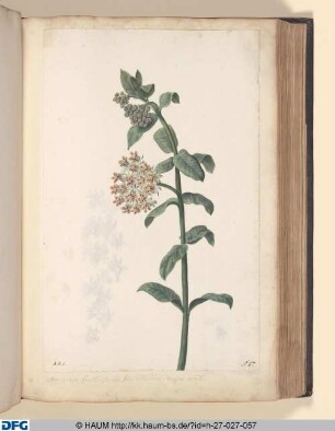 Apocijnum; fructicosum; folio rotundiori, Magis acuto.