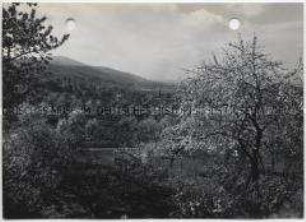 Seeheim im Odenwald, Obstblüte
