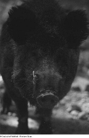 Wildschwein