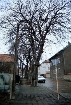 Dorfstraße mit Kastanienreihe