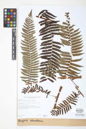 Alsophila odonelliana (Alston) Lehnert