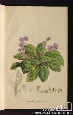 Tab. 84. Ramondia pyrenaica Rich.