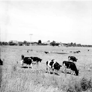 Landwirtschaft: Weide mit schwarzbunten Kühen: im Hintergrund Krummbek