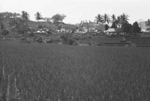 Siedlung am Weg von Kiri nach Subuk : Landschaft mit Reisfeldern, Palmen und einer Siedlung