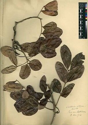 Leguminosae Ceratonia Siliqua Linné, Carl von (1707 - 1778) [Beth Horon]