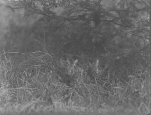 Feldhase : Feldhasen (Lepus europaeus) im Gras. Jungtiere.