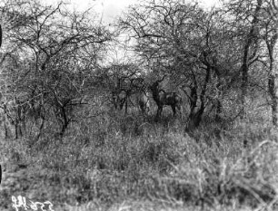 Kudu-Bulle : Zwei Kudus, der vordere vermutlich ein Bulle.
