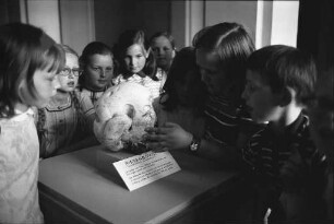 Fund eines überdimensionalen Riesen-Bovisten Lycoperdon giganteum bei Ettlingenweier