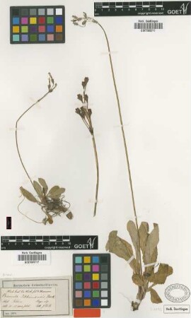 Primula sikkimensis Hook. [type]