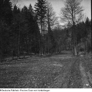 Privataufnahmen der Familien Höhne oder Pohl (unter anderem Radwanderung) und Buschwindröschen (Anemone nemorosa) in einem Seitental der Elbe