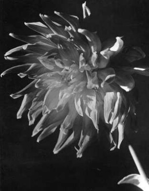 Blumen. Einzelne Dahlie