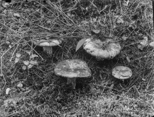 Dickblättriger Schwärz-Täubling : Dickblättriger Schwärz-Täubling (Russula nigricans Fries).