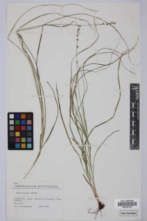 Carex divulsa Stokes