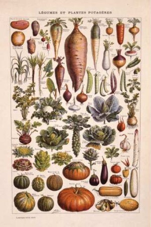 Légumes et plantes potagères