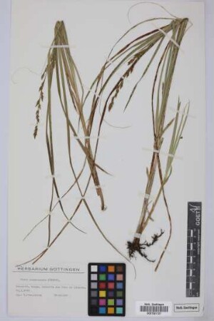 Carex canariensis Kük.