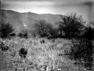 Gräser und Sträucher vor Bergkette : Gräser und Sträucher vor einer Bergkette