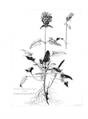 Brunella Lusitanica Flore et Spica Maiore