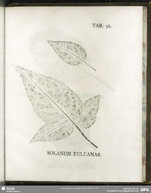 Tab. 32. Solanum Dulcamar. (Bittersüßer Nachtschatten)