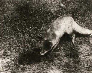 Fuchs (Vulpes vulpes L.), einen Igel beschnuppernd