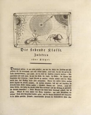 Die siebende Klasse. Insekten ohne Flügel.
