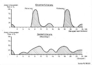 Einzeltierfütterung und Herdenfüterung (Maissilage)