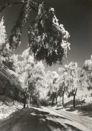 Osterzgebirge. Bäume mit Raureif an der Straße nach Frauenstein