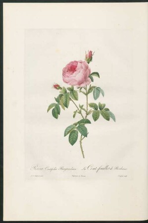 Rosa Centifolia Burgundiaca. La Cent-feuilles de Bordeaux. Langlois sculp.