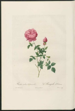 Rosa indica Automnalis. Le Bengale d'Automne. Bessin sculp.