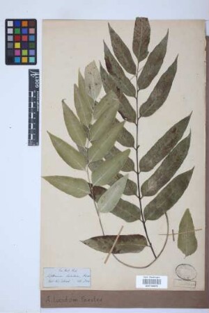 Asplenium lucidum