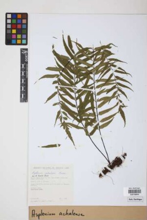 Asplenium achalense Hieron.