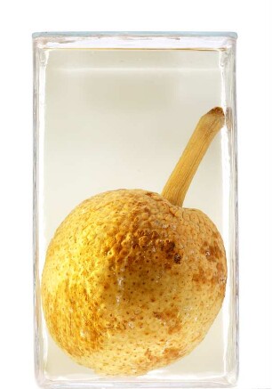 Artocarpus altilis (Parkinson) Fosberg aus Bibundi (Kamerun)